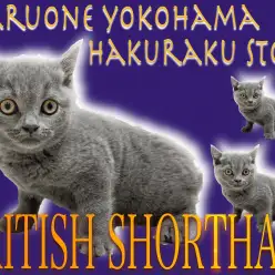 【 ブリティッシュショートヘア 】丸いフォルムが特徴！スキンシップは初めが肝心?