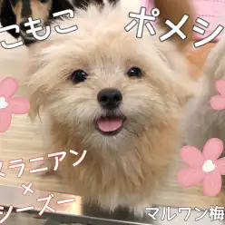 【 MIX犬 】個性的！ポメラニアン×シーズー第二弾ブログ