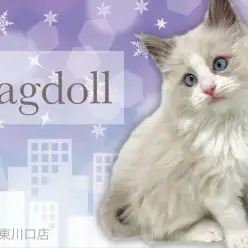 【 ラグドール 】大人気カラーのハチワレ！まさにぬいぐるみな甘えん坊の男の子