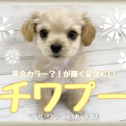 【 MIX 】黄金に輝く最強MIX!癒し系フェイスのチワプーくん!