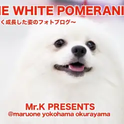 【 大倉山店の白ポメラニアン 】美しく成長した男の子のフォトブログ。