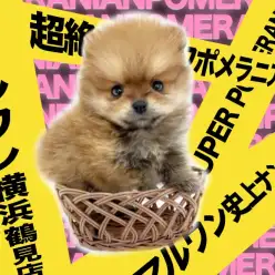 【 ポメラニアン 】可愛さ超弩級！生後60日で驚きの395g！オレンジポメ登場！