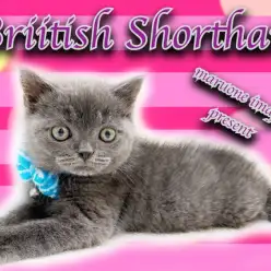 【 ブリティッシュショートヘア 】ダークブルーの癒し系!超丸顔の甘えんBOY!