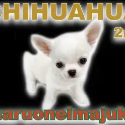 【チワワ】生後3ヶ月で822g！賢く元気に成長中のスマイリーガールの1日に密着！