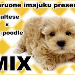 【 MIX犬 】マルチーズとトイプードルの最強MIX！超短足ゴールデンマルプー！