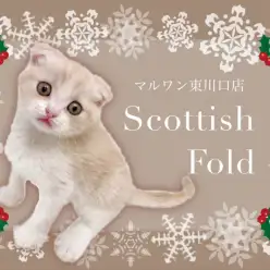 【 スコティッシュフォールド 】愛らしさ満点な垂れ耳、大人気色クリームタビー！