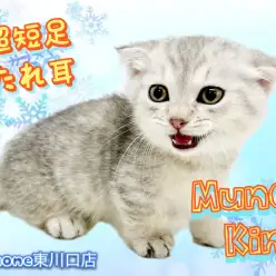 【 マンチカン 】希少な短足たれ耳 マンチカン登場！2021年12月7日最新情報