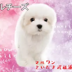 【 マルチーズ 】涙やけの無い純白カラー!パパがアメリカチャンピオン!