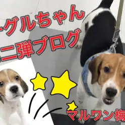 【 ビーグル 】セカンドブログ公開!フレンドリーで育てやすいビーグルちゃん!!