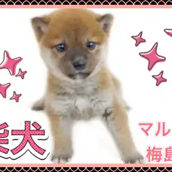 【 柴犬 】どんなお家でもフレンドリーな女の子！柴犬の飼育ポイントも紹介！