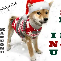 【 柴犬 】パパは立派なショードッグ!!トイレ完璧!無駄吠え一切なしの男の子!