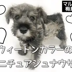 【 ミニチュアシュナウザー 】ウィートンカラーのミニチュアシュナウザー！
