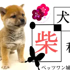 【 柴犬 】これぞ日本の誇る天然記念物『柴犬』魅惑のムチムチボディ
