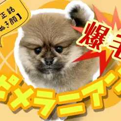 【 極小ポメラニアン 】マズル短めの超タヌキ顔ポメラニアン！爆毛ボディも必見！