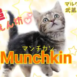 【 マンチカン 】悶絶級の可愛さ！超甘えん坊な短足王子！