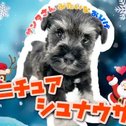 【 ミニチュアシュナウザー 】パパはJKCチャンピオン！お髭がチャームポイント！