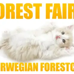 【 ノルウェージャン 】心奪われる！美しいクリームタビー&ホワイトの女の子登場！