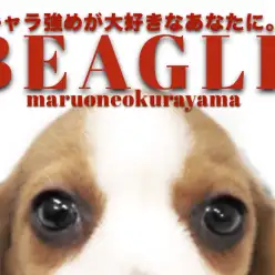 【 ビーグル 】圧倒的存在感!キャラ強め系女子が大倉山にやってきた!