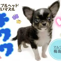 【 チワワ 】生後2ヶ月半で670g！小柄な男の子が登場！！