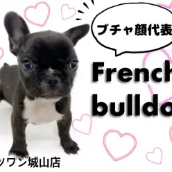 【 フレンチブルドッグ 】愛嬌と愛らしさの塊！ぺちゃ鼻界のプリンセス