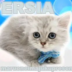 【 ペルシャ 】最強の目ヂカラを持つゴージャスBODY！ペチャ顔KING降臨！