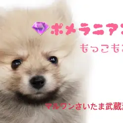 【 ポメラニアン 】トリマーが教える!たぬきポメちゃんにオススメカット!