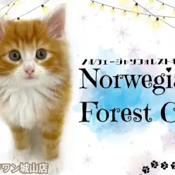 【 ノルウェージャンフォレストキャット 】いるだけで癒されるヒーリングキャット