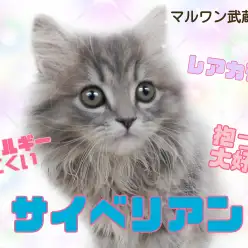 【 サイベリアン 】アレルギーが出にくいだけじゃない！抱っこ大好き美猫ちゃん！