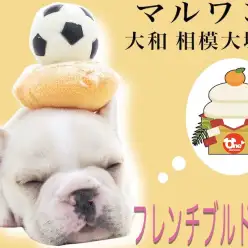 【 フレンチブルドッグ 】父がチャンピオンの極上犬！マルワン1のブルマニアが紹介