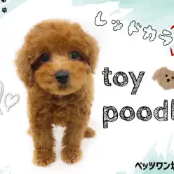 【 トイプードル 】内面外面ともに最高なイケメントイプードル