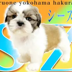 【 シーズー 】世代を超えて愛される犬種！超飼いやすい事が人気の理由！