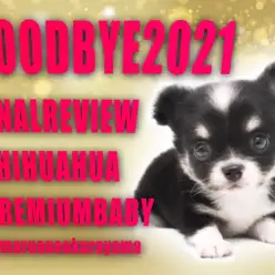 【 ロングコートチワワ 】小さい身体でも魅力は盛り沢山!プレミアムワンコ!