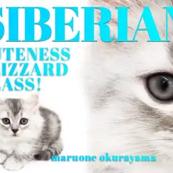 【 サイベリアン 】吾輩は圧倒的ゴージャス感を持ったシルバー猫である！