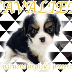 【 キャバリア 】圧倒的な目ヂカラ！トライカラーの王子さまをマニアが徹底解説！