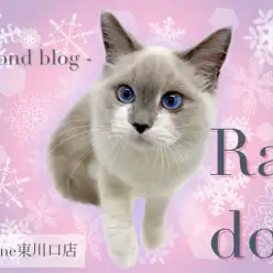 【 ラグドール 】生後五ヶ月半になったラグちゃんのセカンドブログ♪