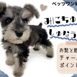 【 ミニチュアシュナウザー 】お髭と眉が特徴の甘えん坊なお嬢様