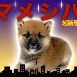 【豆柴】正に、豆柴界のサラブレット！タヌキ顔のコロコロボディの豆柴登場！