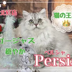 【 ペルシャ 】猫の王様!シルバーカラーの穏やかな男の子!