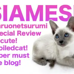 【 シャム・サイアミーズ 】マルワンナンバーワンの人馴れ甘えん坊にゃんこ登場！