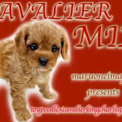 【 MIX犬 】トイプードルとキャバリアのMIX！希少カラーの奇跡のハーフ犬！