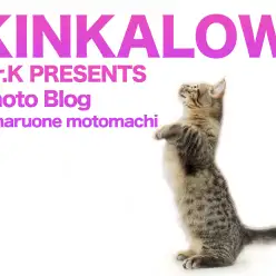 【 元町店のキンカロー 】特技は黄金の右フック！でもリーチが足りねえっす！