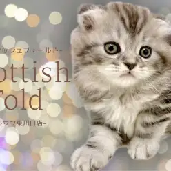 【 スコティッシュフォールド 】垂れ耳で長毛、更に短足な珍しいスコちゃん登場♪