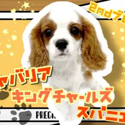【 キャバリア 】わんちゃん初心者様必見！性格もお顔立ちも男の子らしく成長中！