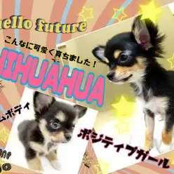 【 チワワ 】生後5ヵ月で1.3kgのミニマムボディ!社交性バツグンの性格!