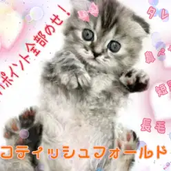 【 スコティッシュフォールド 】垂れ耳!長毛!特別な幸福感を満たしてくれる!