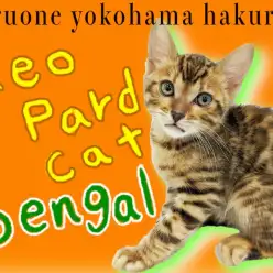 【 ベンガル 】ワイルドな見た目と甘えん坊な性格のギャップが最高なヒョウ柄猫！