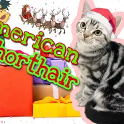 【 アメリカンショートヘア 】ワクチンが終わって新たなトレーニングに挑戦！