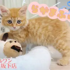 【 ラガマフィン 】癒しの猫パンチ炸裂！やわらか大きめボディと穏やかな性格の虜！