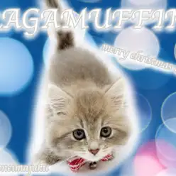 【 ラガマフィン 】人懐っこさNO1!目ヂカラ抜群のゴージャスCAT登場!