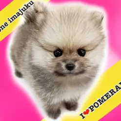 【 ポメラニアン 】ジュエリーアイズ爆毛たぬきポメ！両親体重2kgのぷりけつ必見